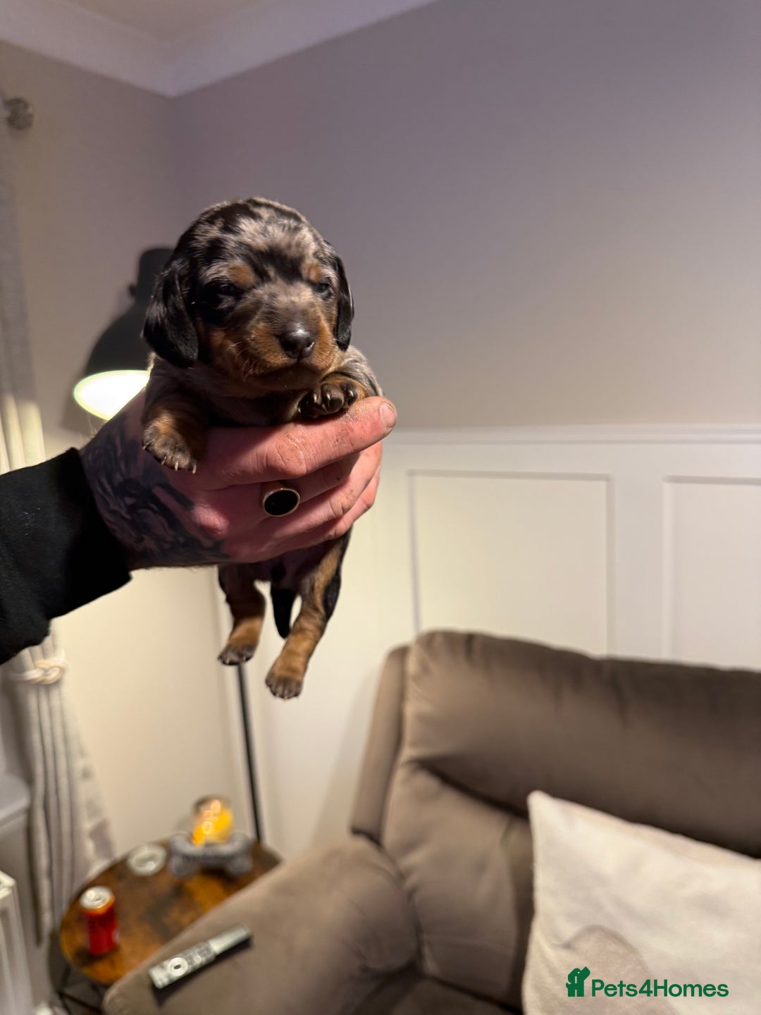 Miniature Dachshund dogs for sale: Miniature Dachshunds  - Advert 5