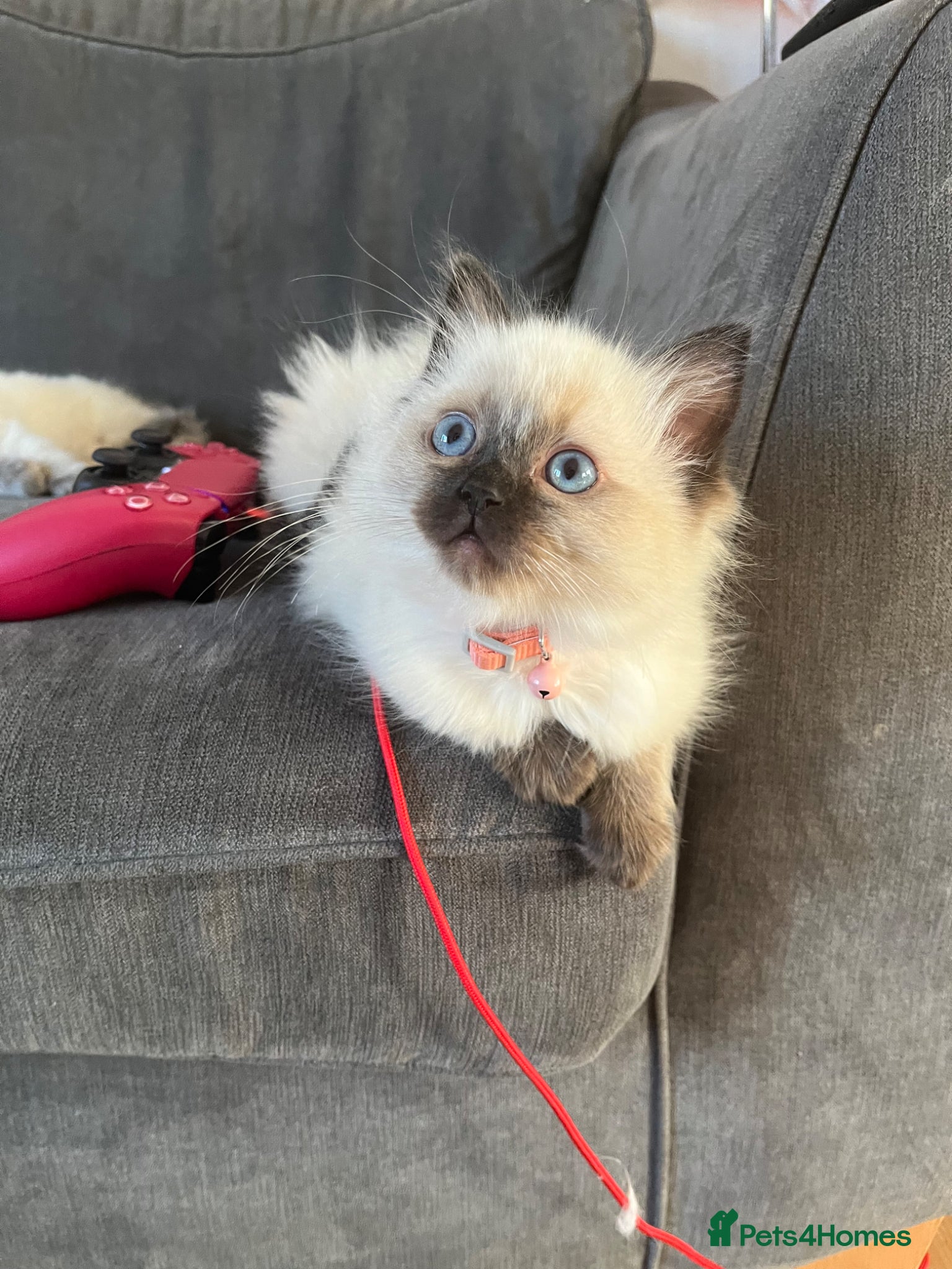 Ragdoll cats Beautiful GCCF reg seal point female kitten - Advert 9