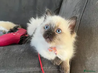 Ragdoll cats Beautiful GCCF reg seal point female kitten - Advert 9