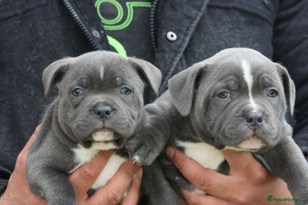Staffordshire Bull Terrier dogs for sale: SOLID BLUE TEDDY BEARS STAFFS 🐻  - Advert 11