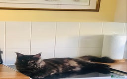 Maine Coon cats for sale: Black Smoke Maine Coon 8 months  - Image 4