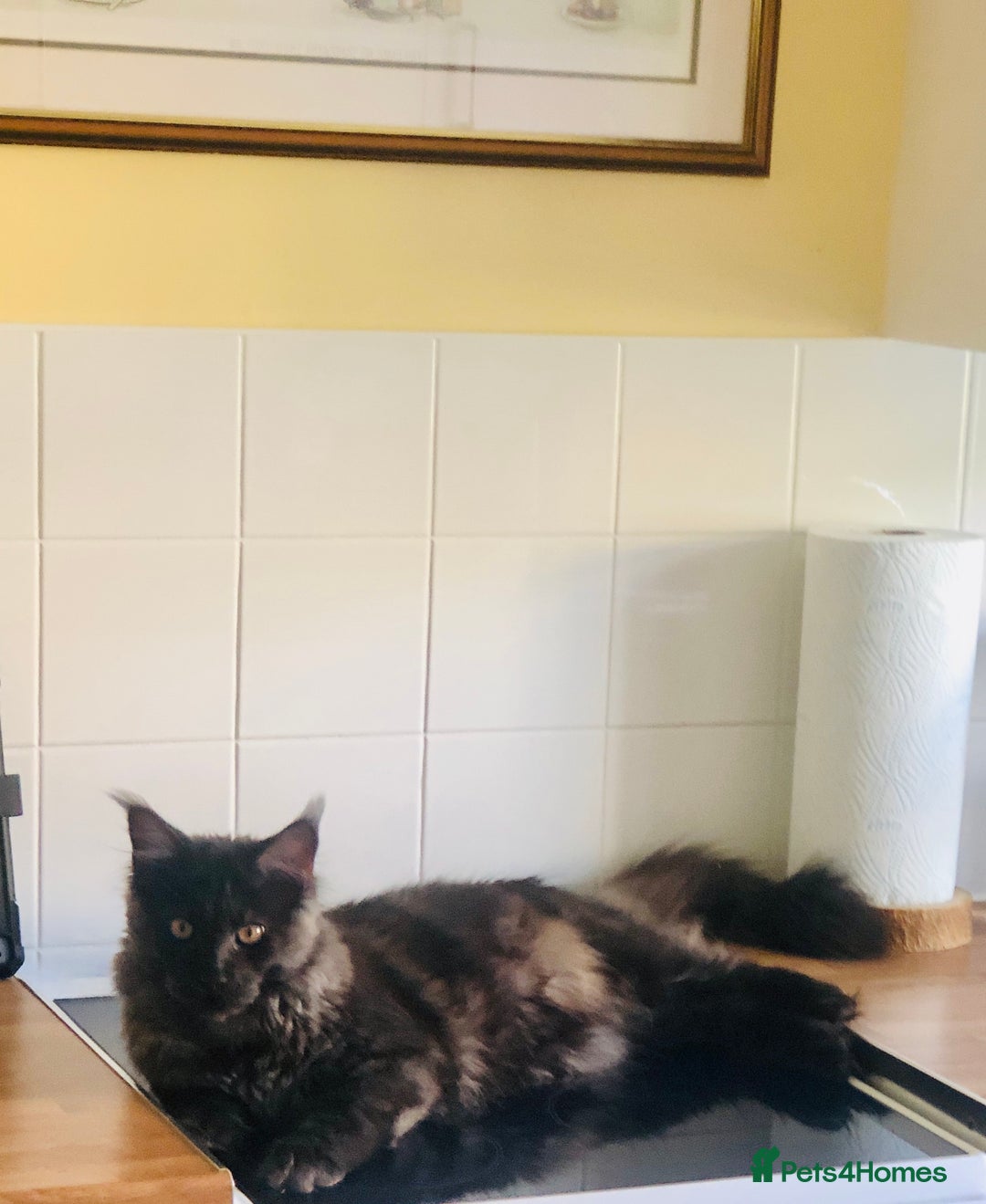 Maine Coon cats for sale: Black Smoke Maine Coon 8 months  - Image 4