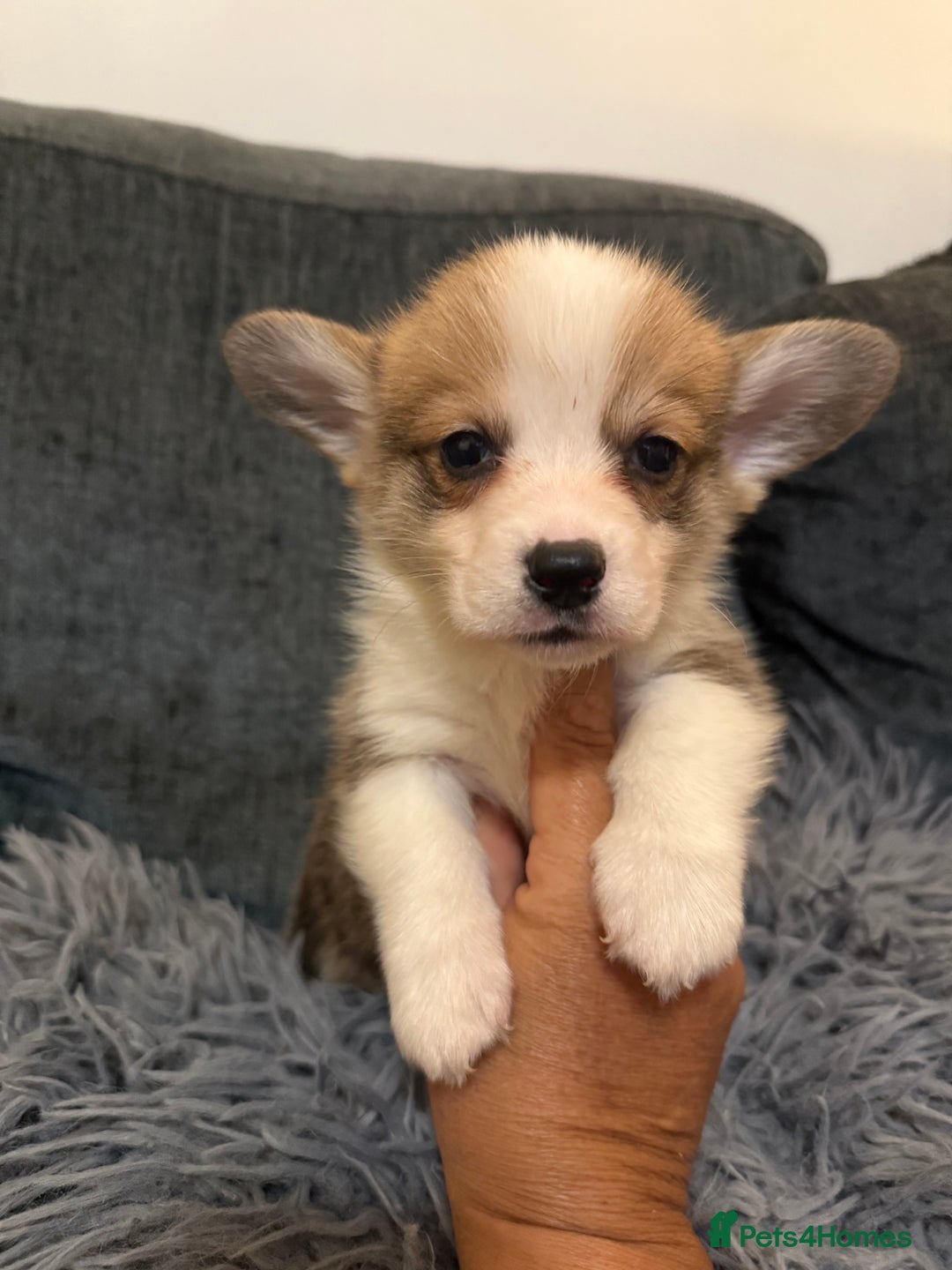 Welsh Corgi Pembroke dogs for sale: Kc reg Pembroke corgi babies available  - Advert 39