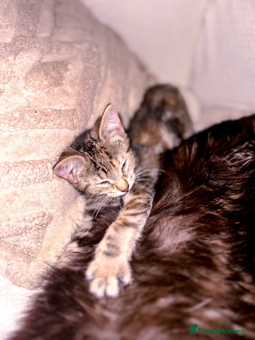 Mixed Breed cats for sale: Pretty little girls  - Image 6
