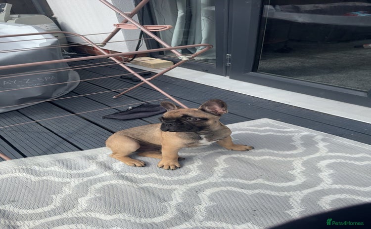 French Bulldog dogs - Advert 4