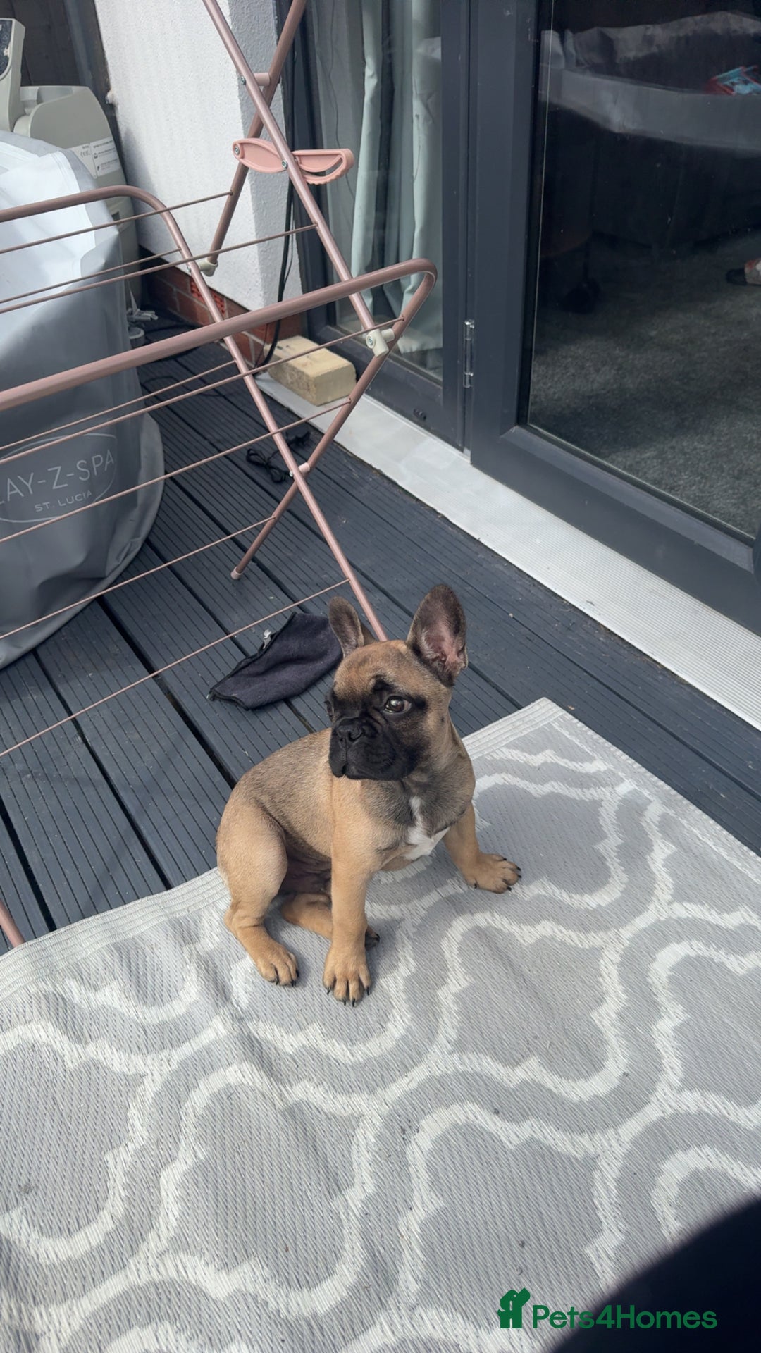 French Bulldog dogs for sale: 17 week old frenchie - Image 1