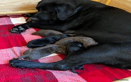 Labrador Retriever dogs for sale: Stunning Labrador Puppies K.C. Reg - Image 8