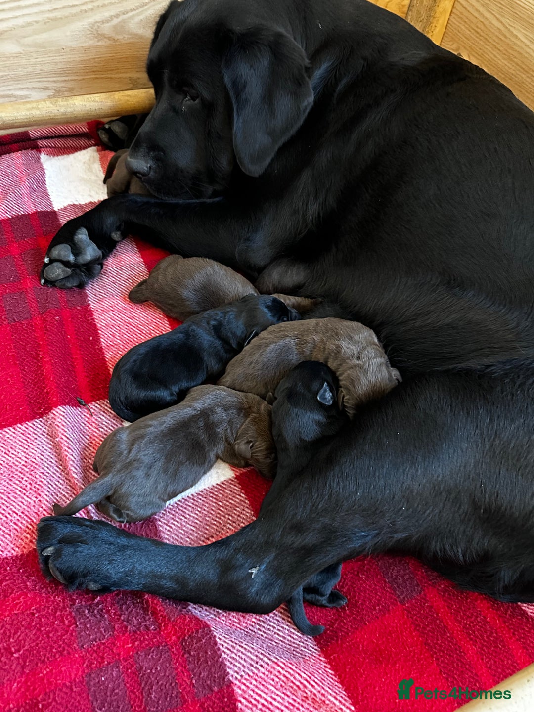 Labrador Retriever dogs for sale: Stunning Labrador Puppies K.C. Reg - Image 8