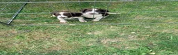 English Springer Spaniel dogs for sale: Last little Girl looking for loving home - Advert 6