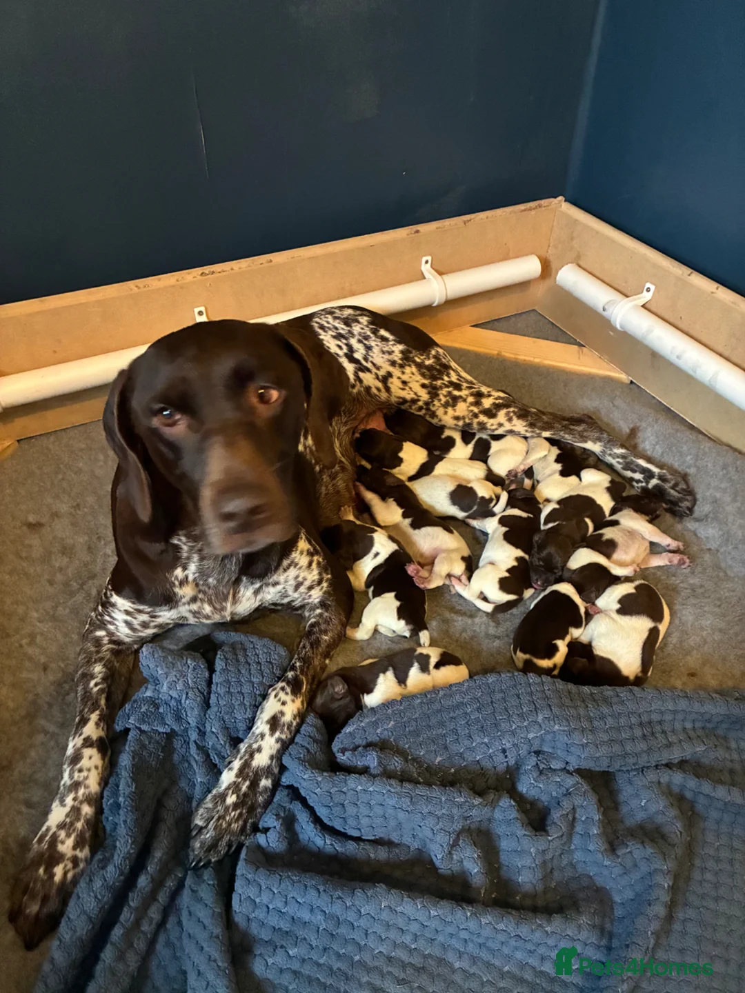 German Shorthaired Pointer dogs for sale: German Pointer Pups in Buxton - Advert 1