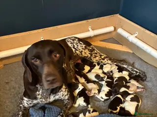 German Shorthaired Pointer dogs German Pointer Pups - Advert 14