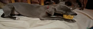 Whippet 7