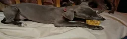Whippet dogs for sale: (Solid) Blue Whippet KC Registered Puppies - Advert 21