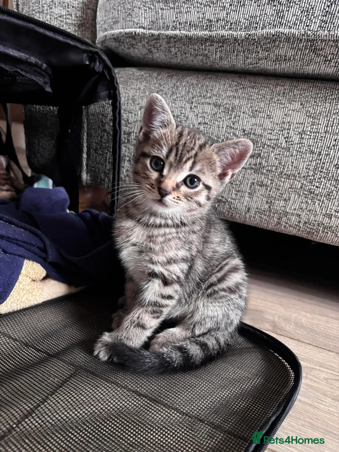 Mixed Breed cats for sale: Cute kittens  - Advert 1