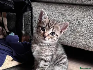 Mixed Breed cats Cute kittens - Advert 2