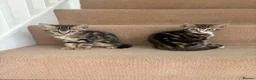 Mixed Breed cats for sale: Bengal cross Kittens – One Male & One Female - Advert 5
