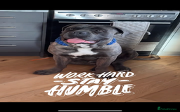 Mixed Breed dogs for sale: American bully / cane Corso puppy for sale - Image 6