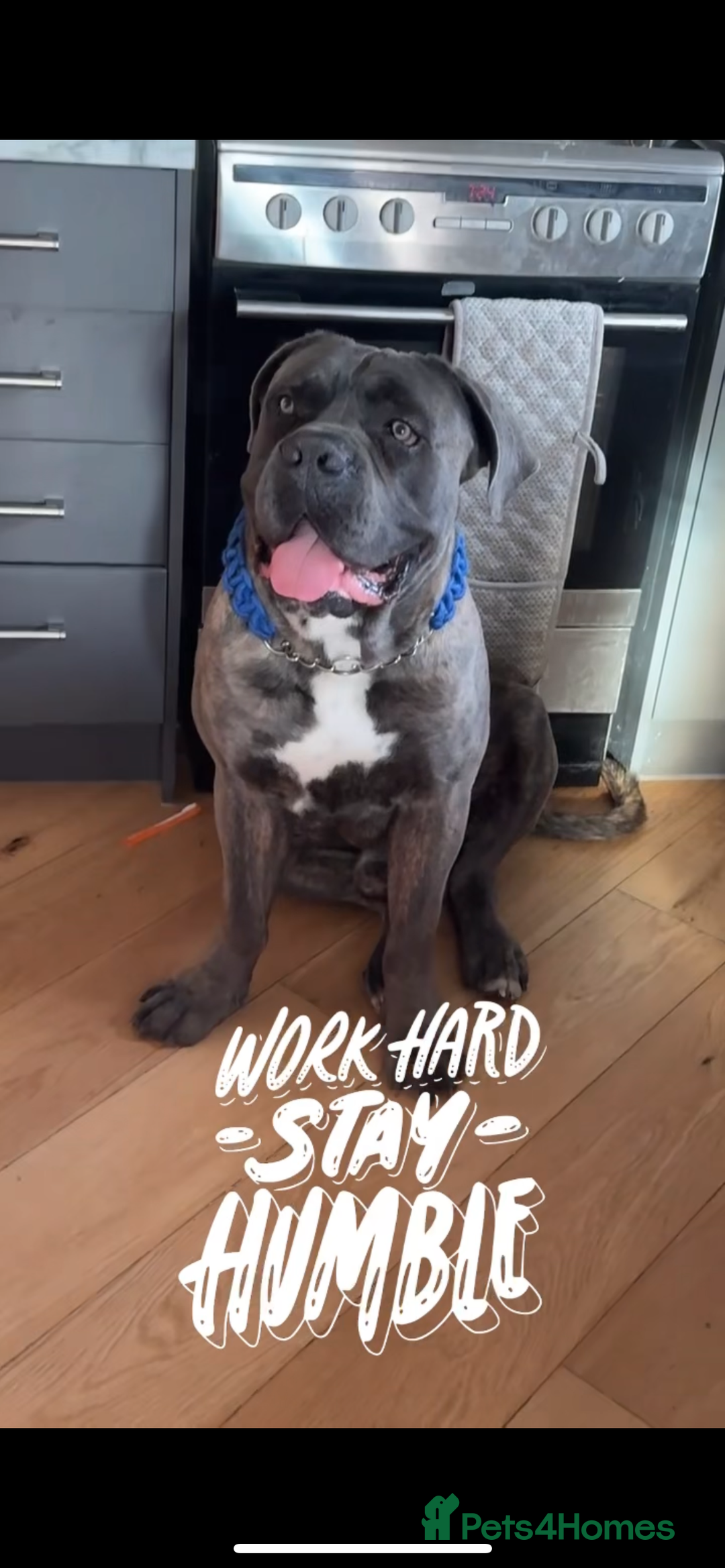Mixed Breed dogs for sale: American bully / cane Corso puppy for sale - Image 6