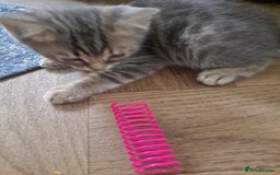 Bengal cats for sale: Bengal x ragdoll kittens - Image 11