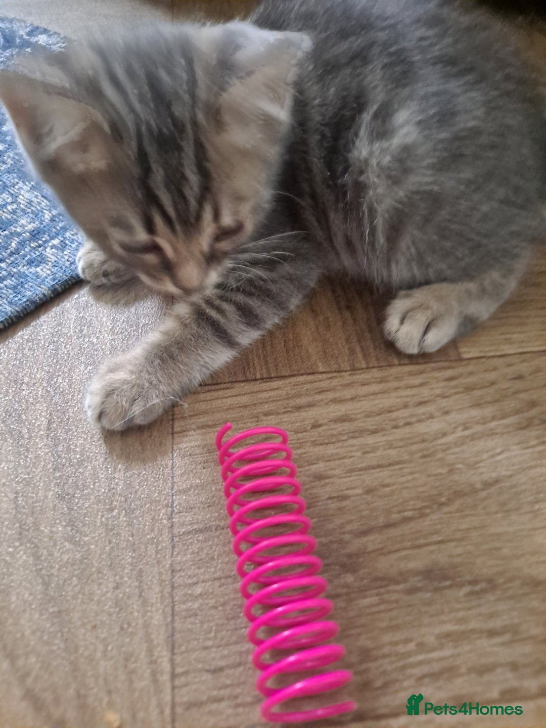 Bengal cats for sale: Bengal x ragdoll kittens - Image 11