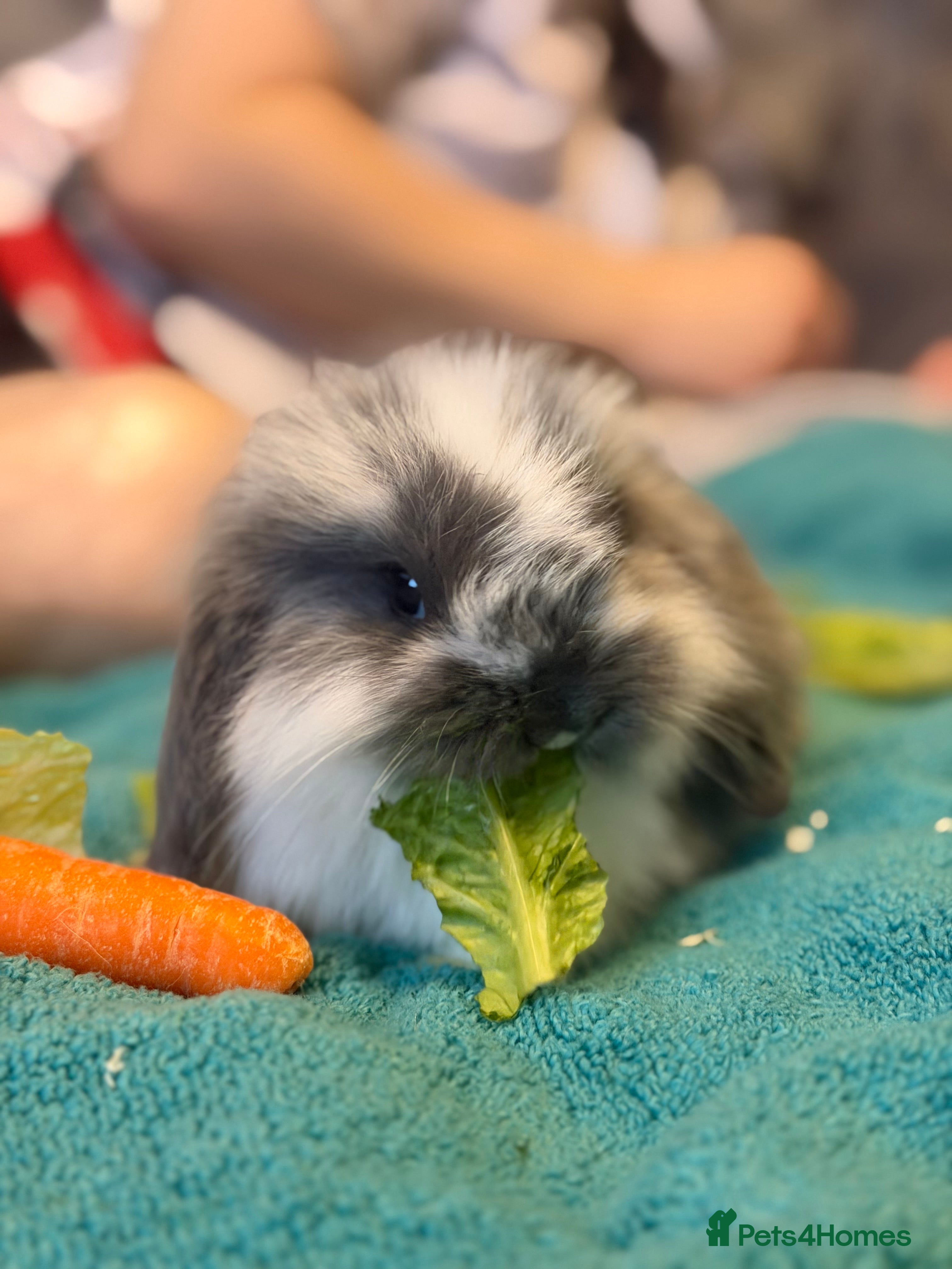 Mini Lop rabbits Mini lop - Advert 1