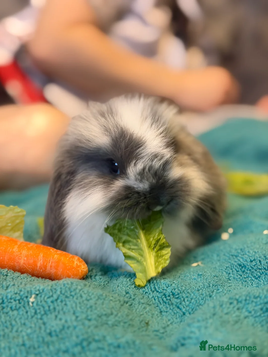 Mini Lop rabbits for sale: Mini lop - Advert 1