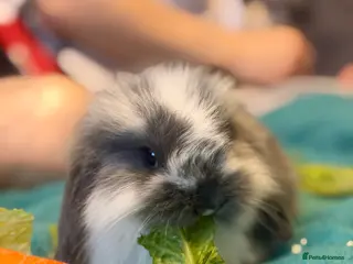 Mini Lop rabbits Mini lop - Advert 1