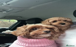 Cavapoo dogs for sale: 🌟 Rare Tiny Toy Cavapoo's F1B 🌟ready next week  - Image 33