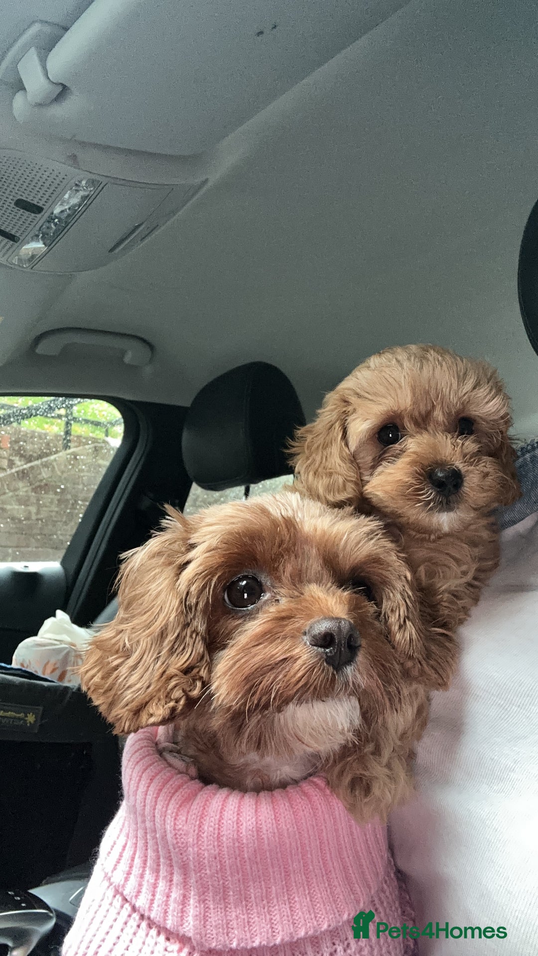 Cavapoo dogs for sale: 🌟 Rare Tiny Toy Cavapoo's F1B 🌟ready next week  - Image 33