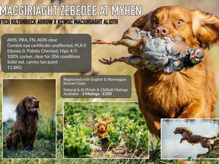 Cocker Spaniel dogs in Cranbrook - Advert 6