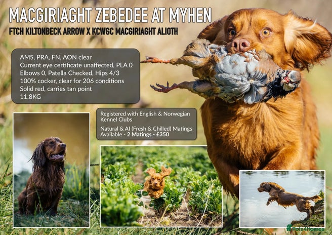 Cocker Spaniel dogs for stud in Cranbrook - Advert 2