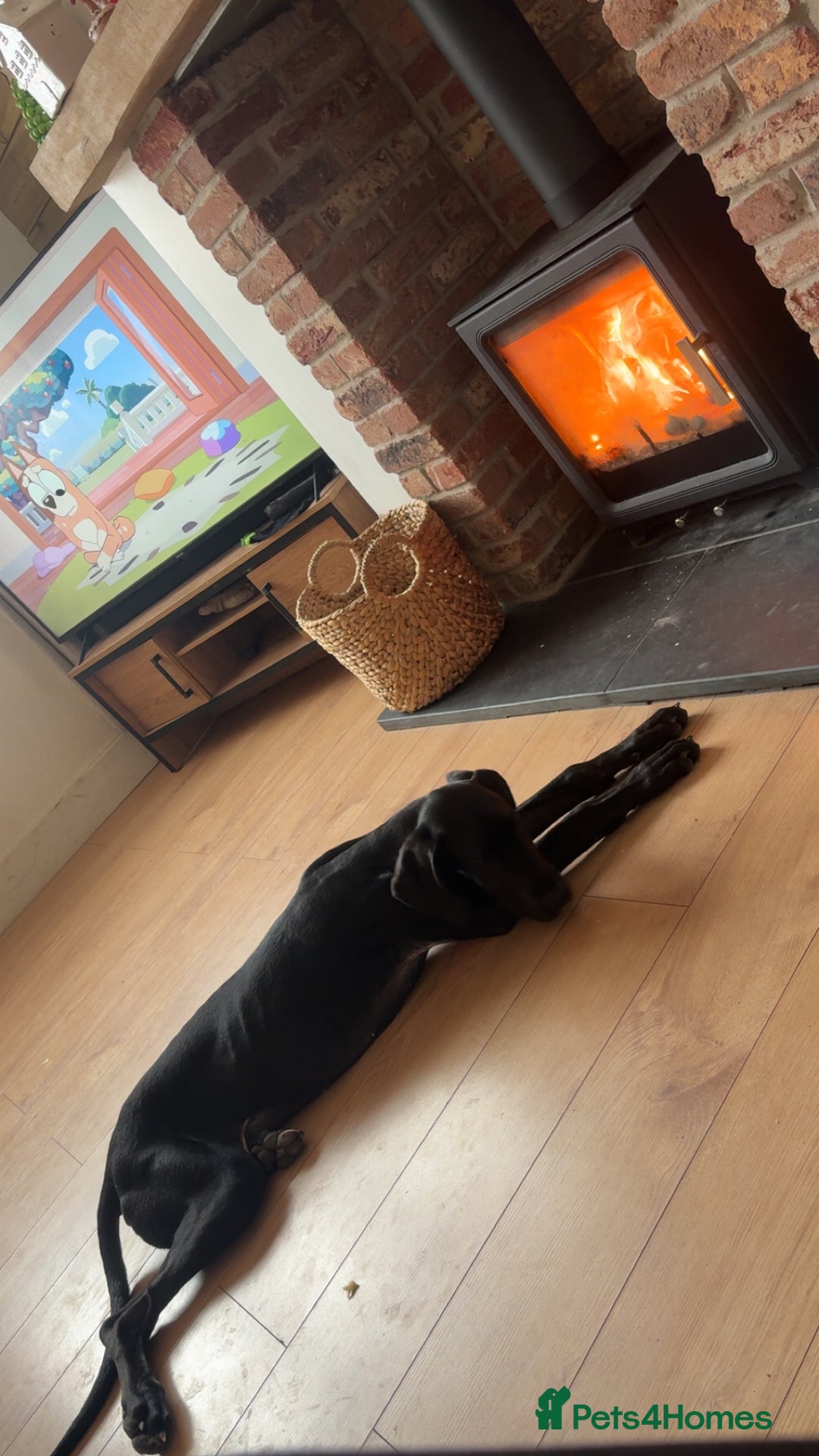 Great Dane dogs for sale: Great Dane  - Advert 3