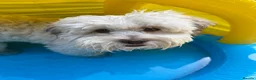 Lhasa Apso dogs for sale: 1 year old boy for sale  in Leeds - Advert 7