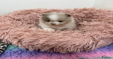 Pomeranian dogs - Advert 4