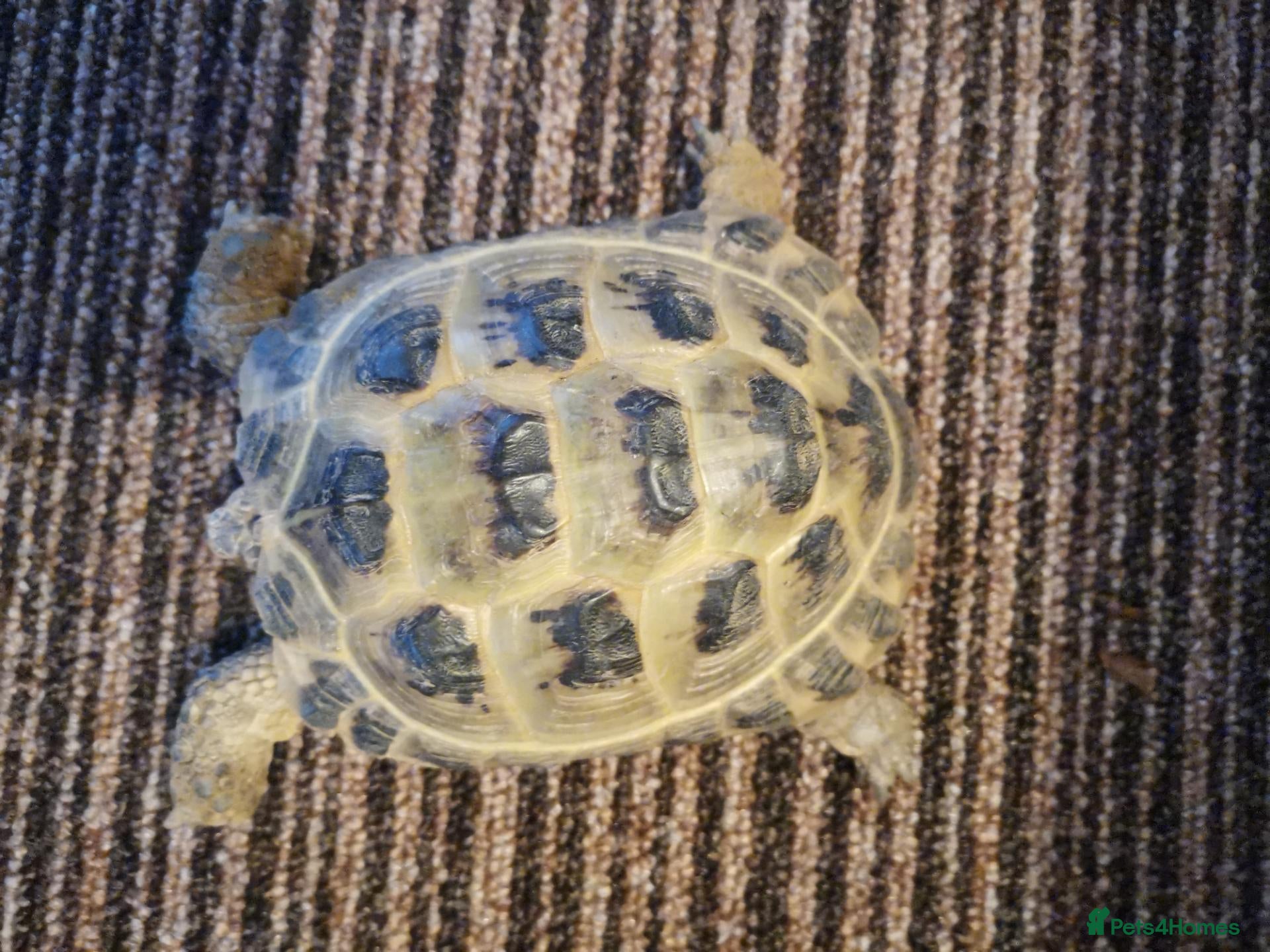 Tortoise reptiles Male Horsfield Tortoise  - Advert 14