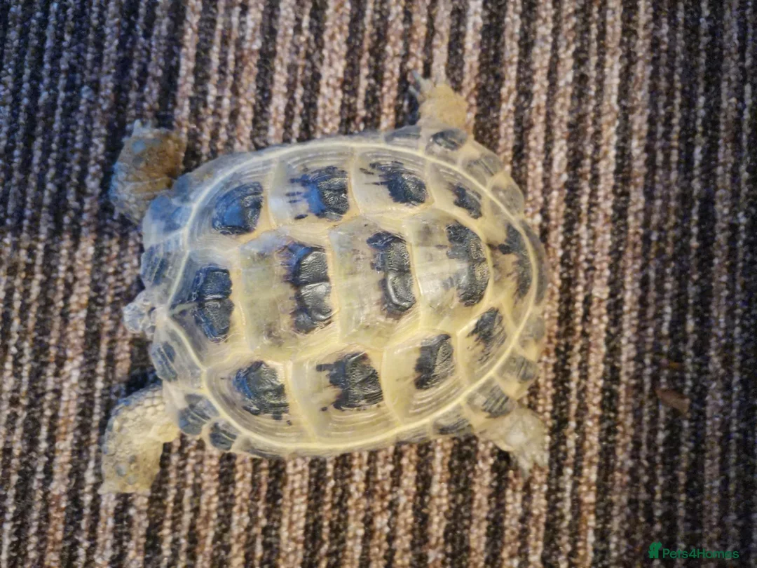 Tortoise reptiles for sale: Male Horsfield Juniorville Tortoise  - Advert 1