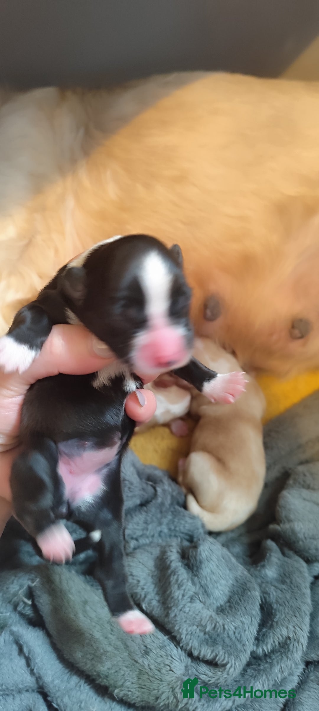 Tibetan Terrier dogs for sale: KC Tibetan Terrier Puppy  - Image 6