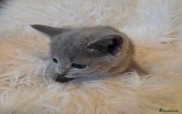 Russian Blue cats for sale: GCCF, CHAMPION SIRED RUSSIAN BLUE KITTENS - Advert 6