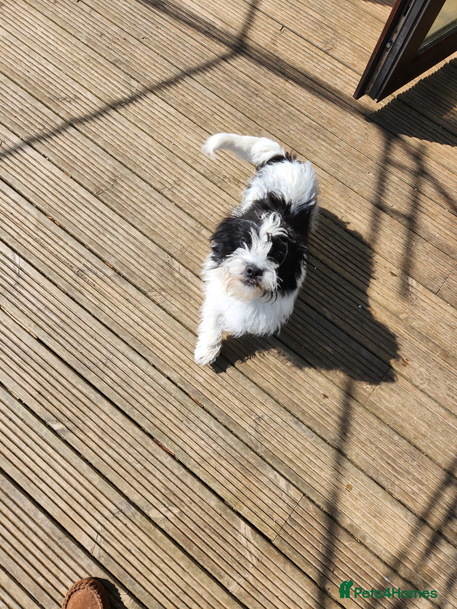 Mixed Breed dogs My little Max looking for a forever home  - Advert 1