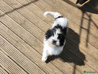 Mixed Breed dogs My little Max looking for a forever home - Advert 1