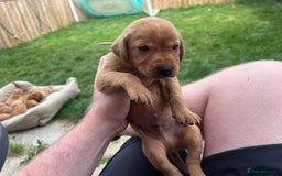 Labrador Retriever dogs for sale: Beautiful fox red Labrador pups 🐶  - Image 12