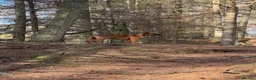 Rhodesian Ridgeback dogs for sale: Rhodesian ridgeback  in Inverurie - Advert 4