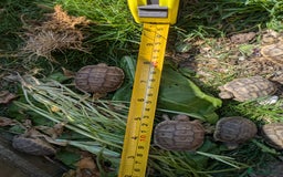 Tortoise reptiles for sale: Mediterranean spur-thighed tortoise hatchlings  - Image 3