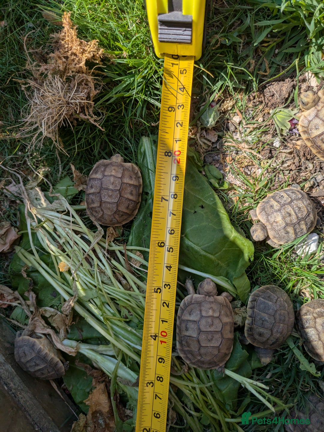 Tortoise reptiles for sale: Mediterranean spur-thighed tortoise hatchlings  - Image 3