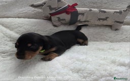 Miniature Dachshund dogs for sale: Shorthaired Minature Daschunds  - Image 23