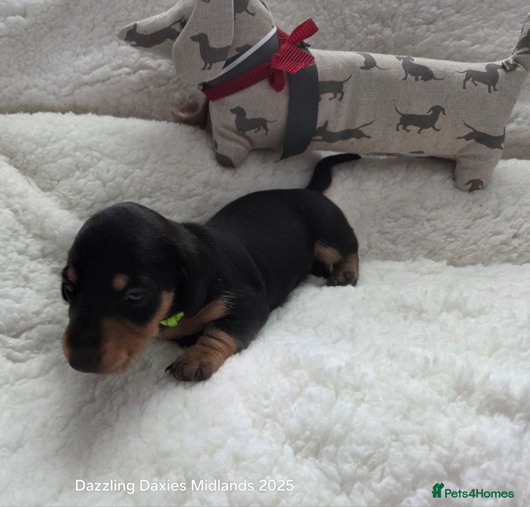 Miniature Dachshund dogs for sale: Shorthaired Minature Daschunds  - Image 23