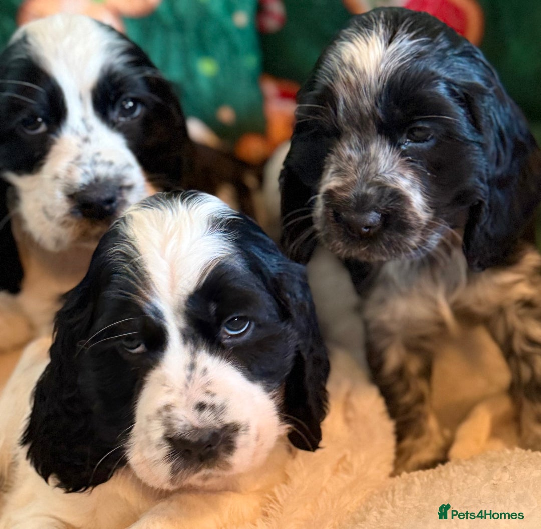 Cocker Spaniel dogs for sale: Stunning Blue Roan Pups Available - Advert 13
