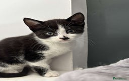 Mixed Breed cats for sale: 4 Lovely kittens  - Image 5