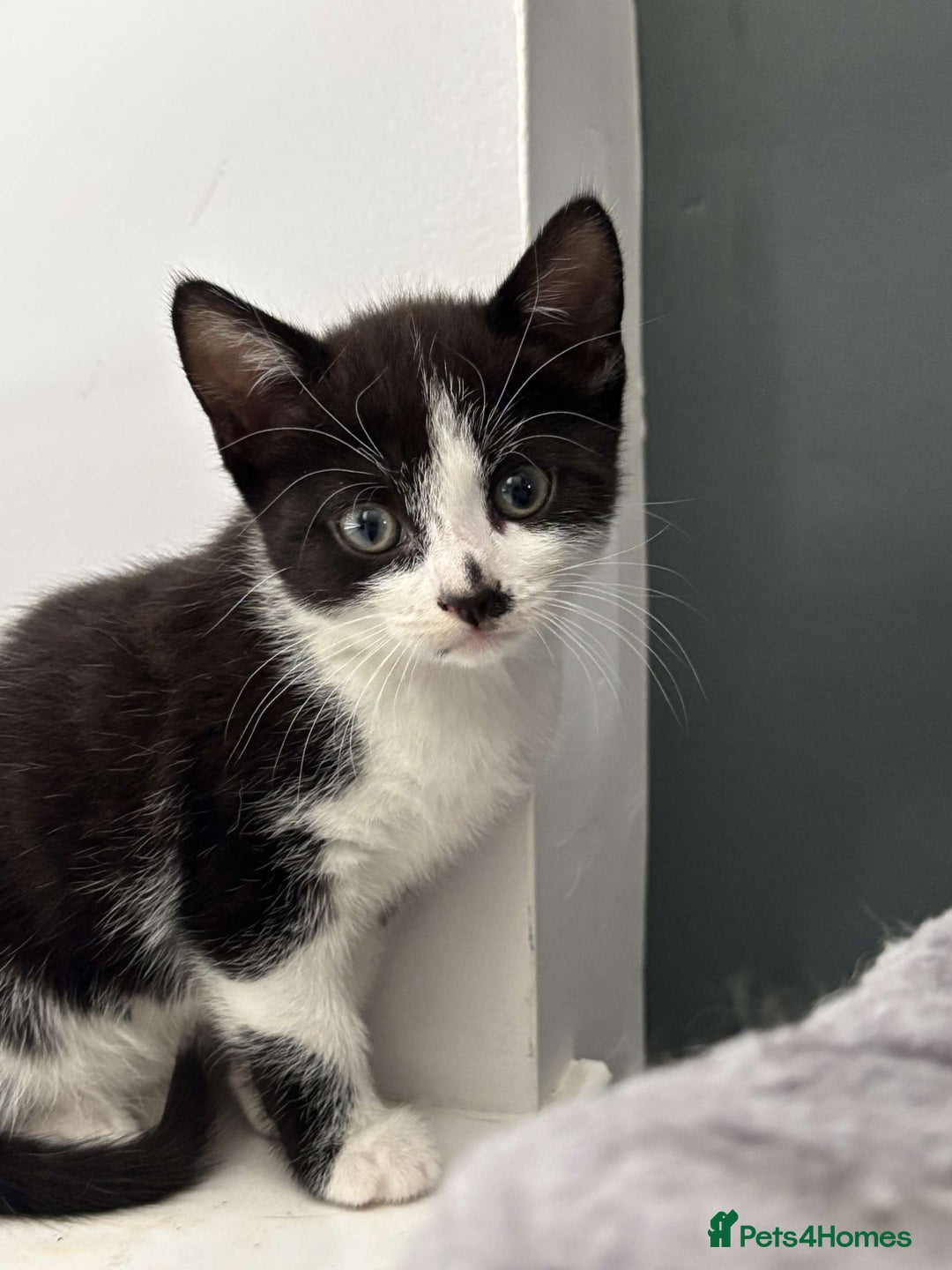 Mixed Breed cats for sale: 4 Lovely kittens  - Image 5