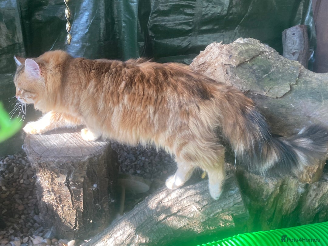 Siberian cats for sale: 🤎💚Gorgeous Traditional Siberian Babies💚🤎 - Image 15